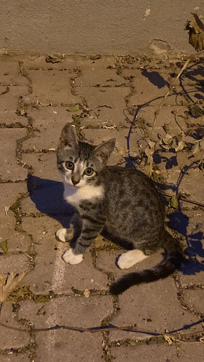 bLack_38_3_'s tweet photo. Şu can'daki sevgi ve vefanının ' ℅10 nu bir  çok insanda yok .. 

Night.. 🖤🍂🌙 https://t.co/Bv5HA2HRnJ