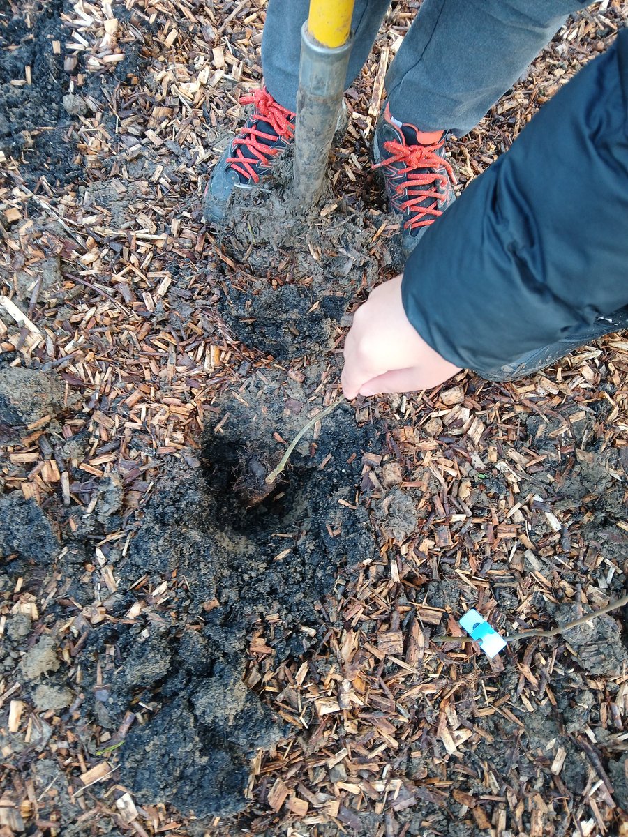 EcoSchoolsLCC's tweet photo. We had a brilliant day planting the #TinyForest at Netherhall Drive Open Space! Thank you to @StJoseLeicester for your amazing work planting so many trees, and to the fab volunteers who helped in the afternoon! @Earthwatch_Eur https://t.co/2KG8cEPAUk
