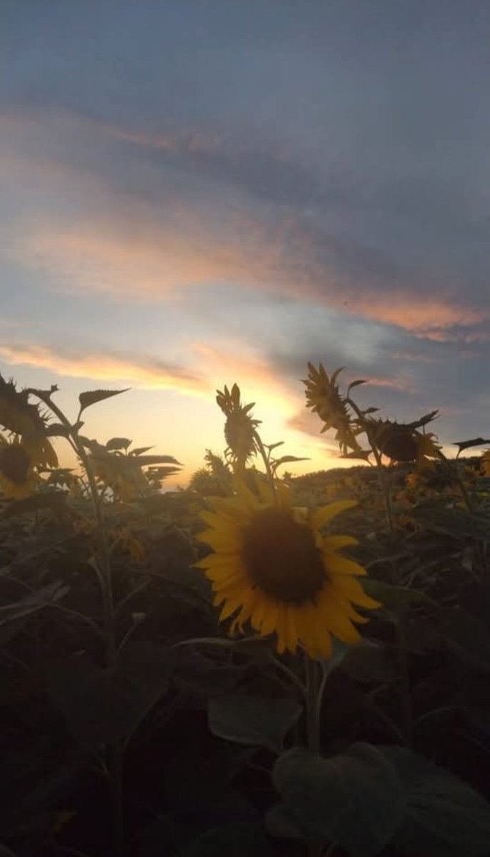 claudiabocchi's tweet photo. #girrasol 🌻✨ https://t.co/BDCjsSaBxK
