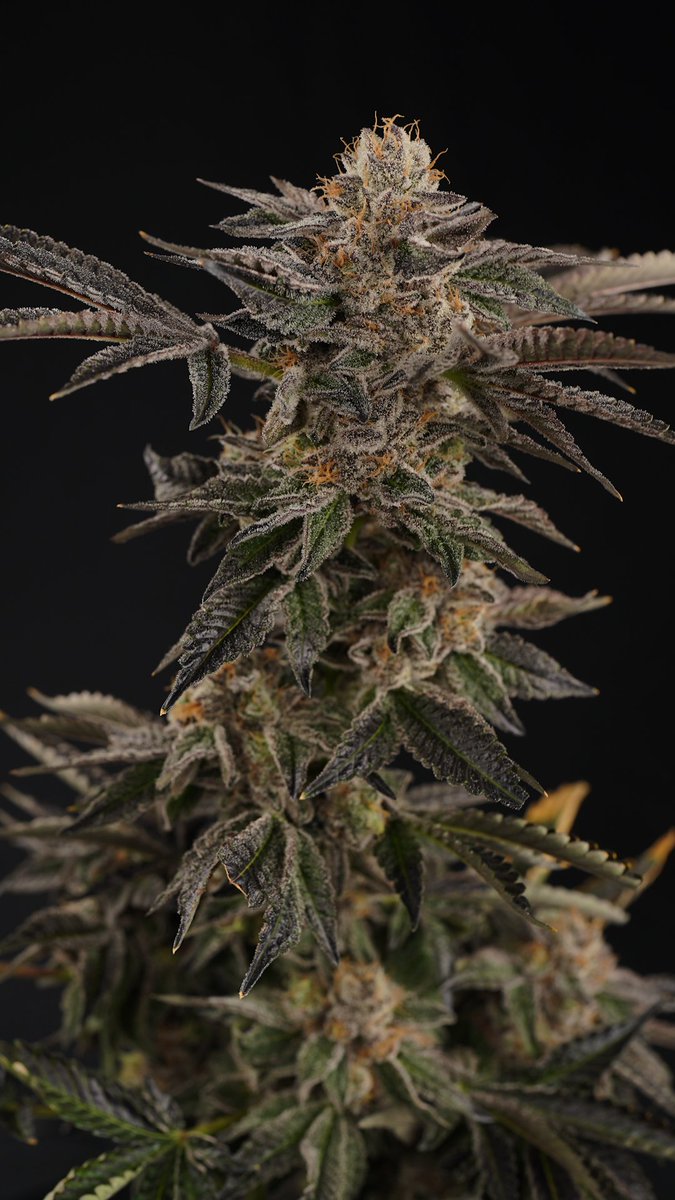 dutchtouchgen's tweet photo. Grease Monkey
Genetics: Gorilla Glue #4 x Cookies and Cream
Breeder: Exotic Genetix
#cannabis #weed #dank #greasemonkey #exoticgenetixs #Michigan #dutchtouch #qualityprovesitself #Michigansfinestflowerandextracts https://t.co/FLJaK8RVJv