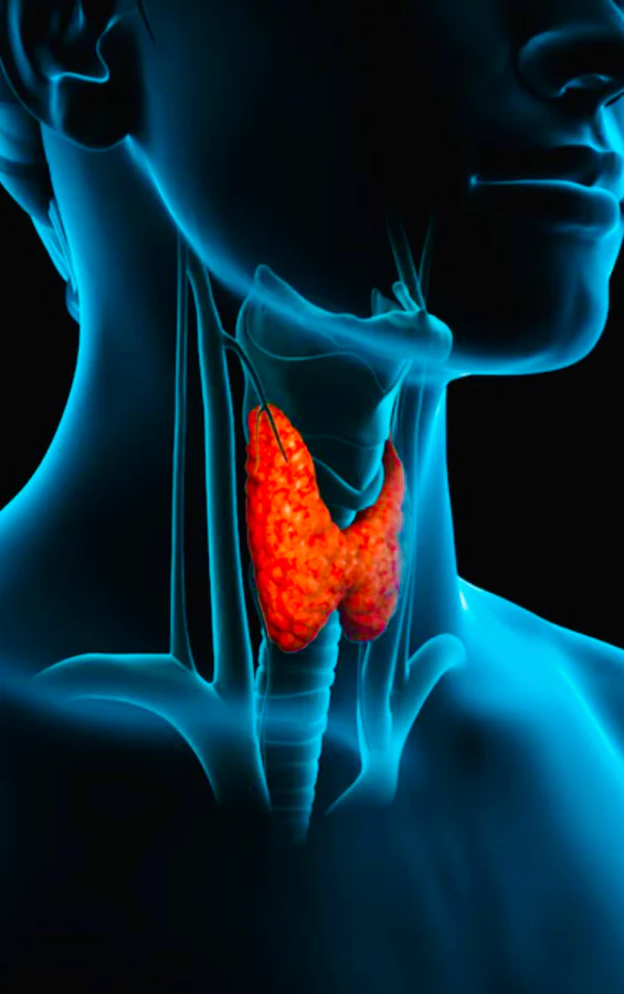 PropositoyVida's tweet photo. La tiroides es el centro de control de:

• Energía.
• Metabolismo.
• Salud general.

Si no funciona correctamente, toda tu vida se verá afectada.

Esto es lo que necesitas saber sobre la salud de la tiroides, por qué es importante (y cómo solucionarla): https://t.co/nczHQiDzdI