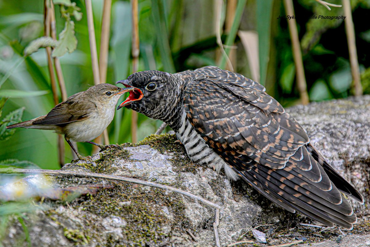sykesjeff's tweet photo. I had a private message the other day asking me what was my best ever shot, tough question but I've decided not the quality but the shot of a lifetime 
Juvenile Cuckoo being fed by a Reed Warbler, what do you think? https://t.co/e92e85z9G4