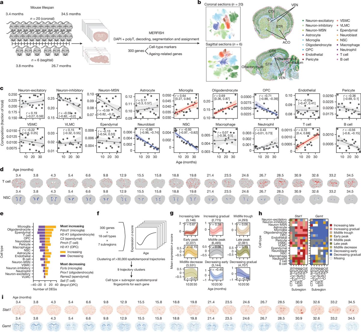 Spatial transcriptomic clocks reveal cell proximity effects in brain ageing <a href="/Nature/">nature</a> 
nature.com/articles/s4158…
