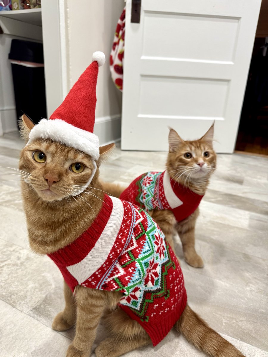 uofsccosw's tweet photo. Wishing you a peaceful and joyful holiday season from Arthur, the #COSW therapy cat. π May your days be filled with warmth, even if you don't love your ugly Christmas sweater. πΎ #therapycat #socialworkholidaycheer #ArthurtheChangeMaker https://t.co/LCIHk5VQ60