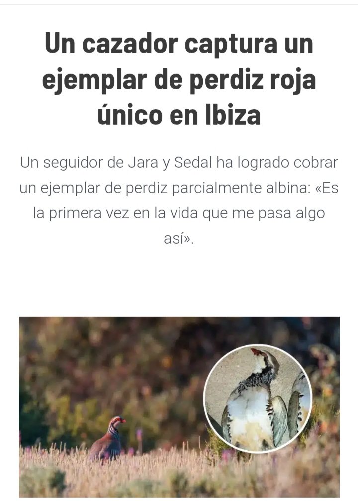 Hace unos días, había en ibiza un ejemplar único de perdiz roja. Ahora ya no.