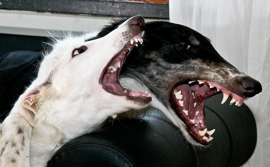 headhort (@headhort) on Twitter photo 