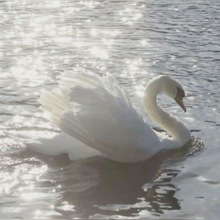 jayckermans's tweet photo. 📖🦢✧˚ ༘ ⋆｡ ˚ https://t.co/VyITfMvkOc