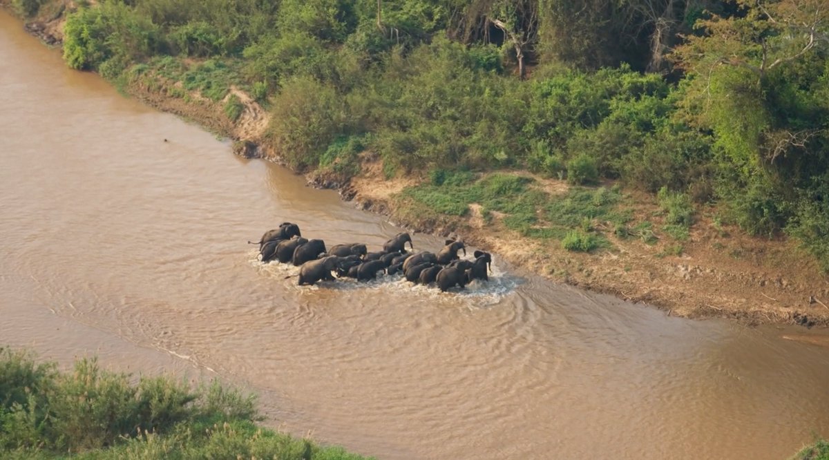 Elephants never forget, but can they forgive? Shane Campbell-Staton and Dominique Gonçalves explore the resilience and genetic mystery behind the tuskless elephants of #Gorongosa National Park in this fascinating short PBS video: “Elephants are Evolving”.
bit.ly/3DkJNlz