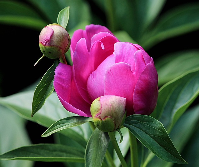Imotha1's tweet photo. #FlowersEdition💐
#No8 
 
Božur (Paeonia) https://t.co/rFuyL0R5yj