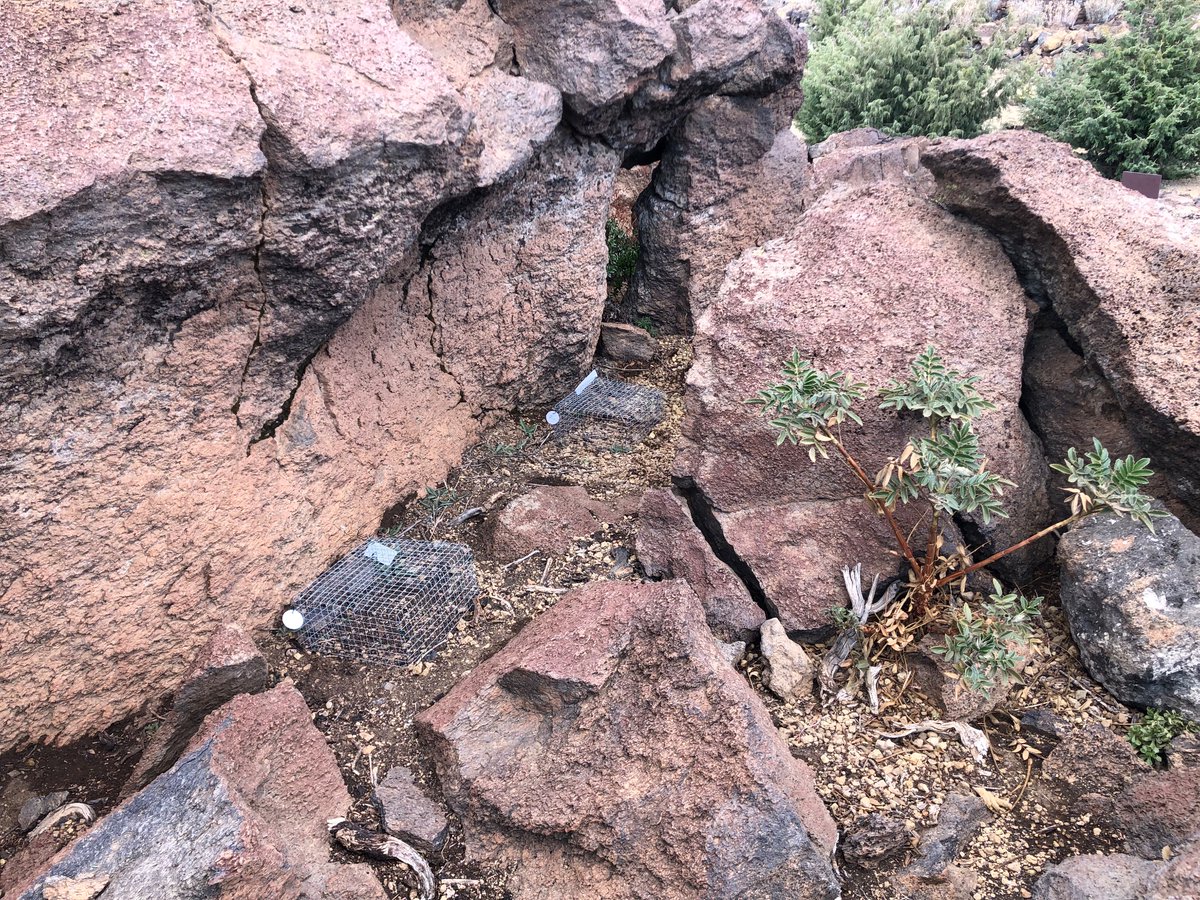PAISAJE_lab's tweet image. Estaciones de siembra entre afloramientos rocosos en el Parque Nacional El Teide que imitan la dispersión de semillas por mirlos capiblancos en este microhábitat y la exclusión de mamíferos herbívoros introducidos
🌲Juniperus cedrus
🌳 Rhamnus integrifolia
#InterActions