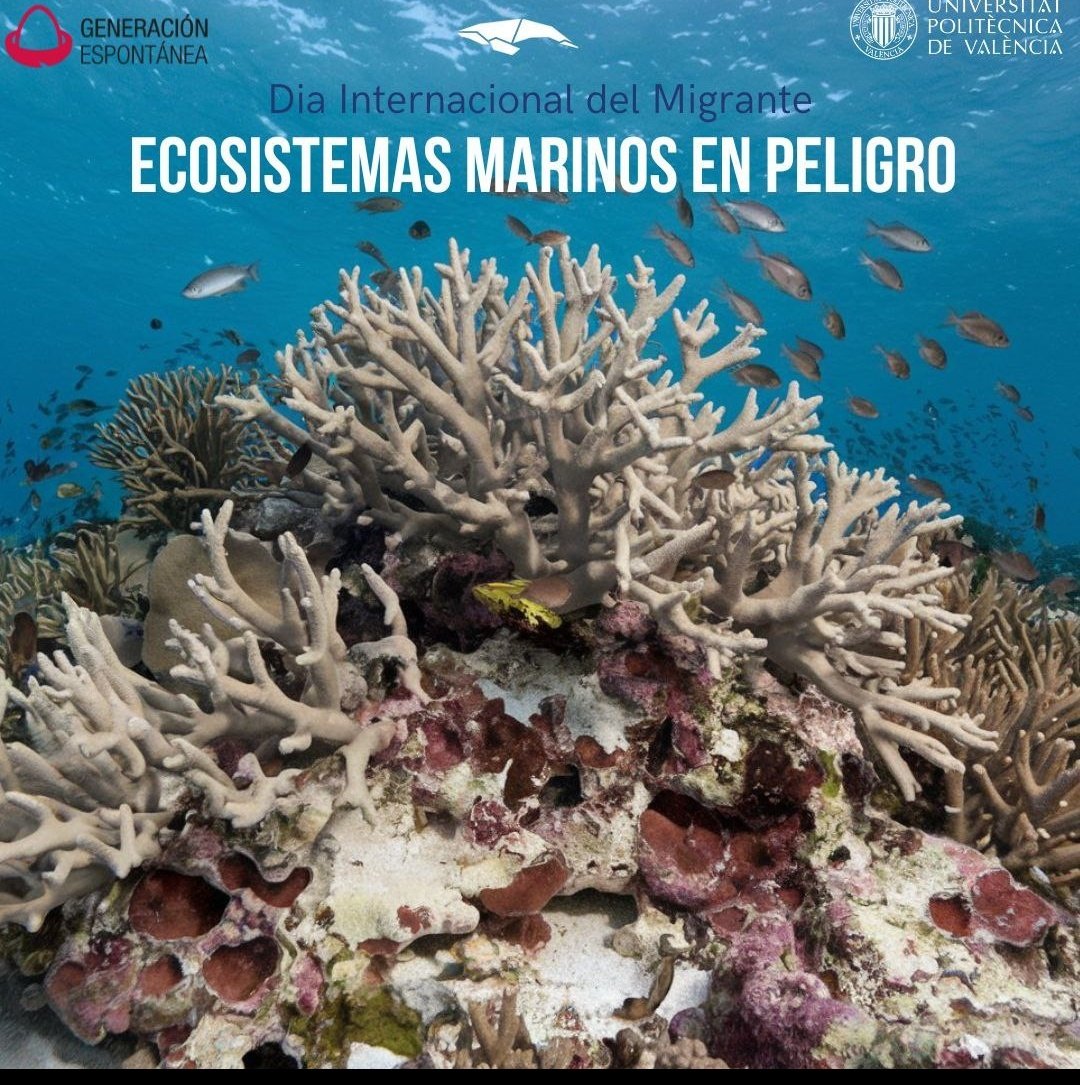ProluoUPV's tweet photo. 🌍 Hoy, en el Día Internacional del Migrante,recordamos cómo el cambio climático está forzando a miles de personas a desplazarse. Fenómenos como el aumento del nivel del mar afectan no solo a las comunidades humanas, sino también a los ecosistemas marinos. Es esencial protegerlos https://t.co/smU6bCKXFW