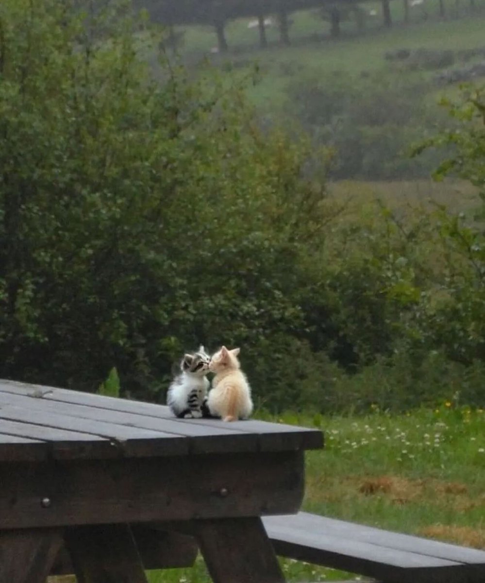 Cats Cure Depression tweet media