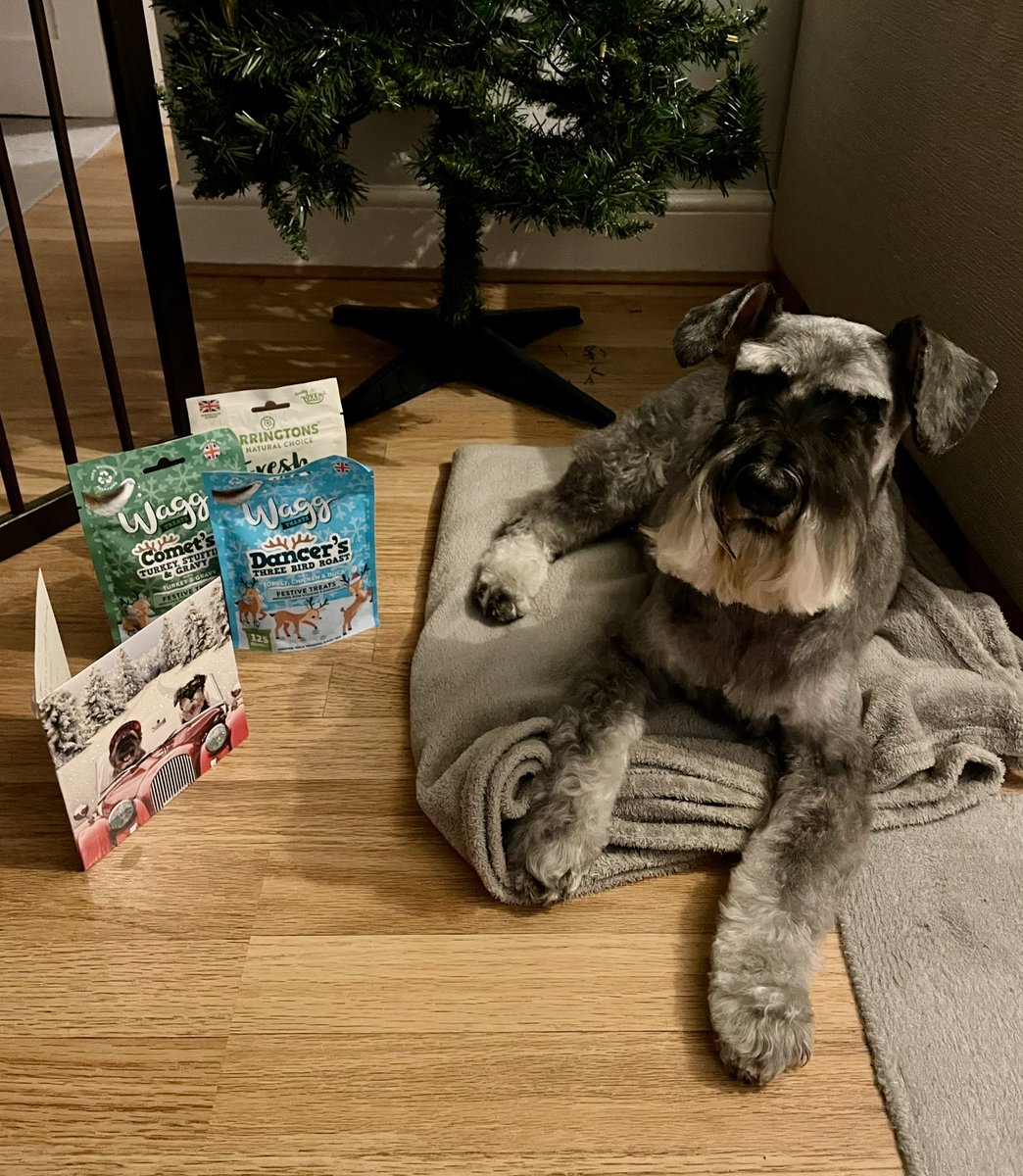 reesipops's tweet photo. Hey me palz Sherlock + Mycroft! @Iam_Sherlock1 Fanks 4 me chrissymas noms + card 🐶 I luvs snacks eh! Just back from da groomers so I be having a lies down to rest me leggages💤 Luv to youz + the hoomans - Yappy Christmas 😘🎅🏻 #SchnauzerGang #DogsOfChristmas #dogs #dogsofX https://t.co/DU24uwUWLv