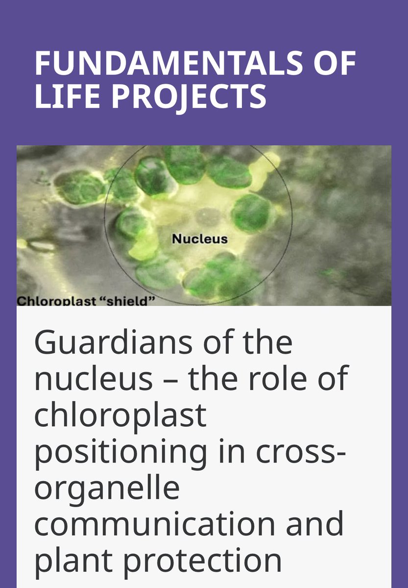 PhD opportunity in our lab to study the role of chloroplasts in safeguarding the nucleus cosupervised by <a href="/photoadduct/">John Christie</a> and Sofie Spatharis funded by <a href="/UofGMVLS/">UofG MVLS</a> gla.ac.uk/colleges/mvls/…