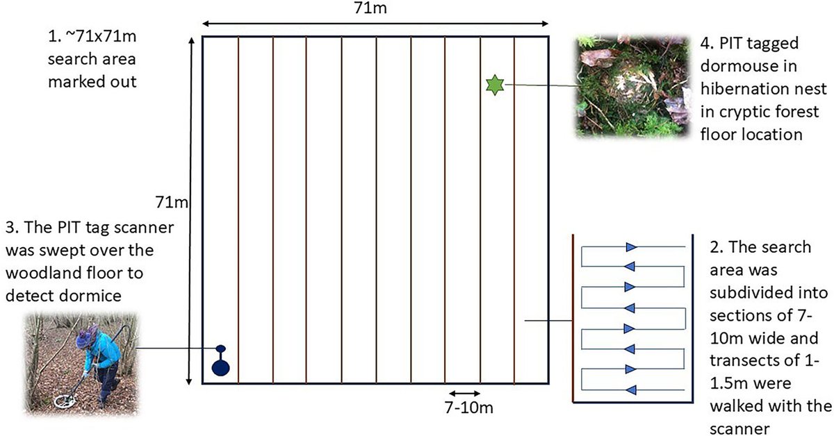 Our new paper led by <a href="/RachFinRob/">Dr. Rachel Findlay-Robinson</a> is out!
Open access in @Res_Elements: A systematic scanning method to locate cryptic terrestrial species
sciencedirect.com/science/articl…
#dormouse #conservation #hibernation #crypsis