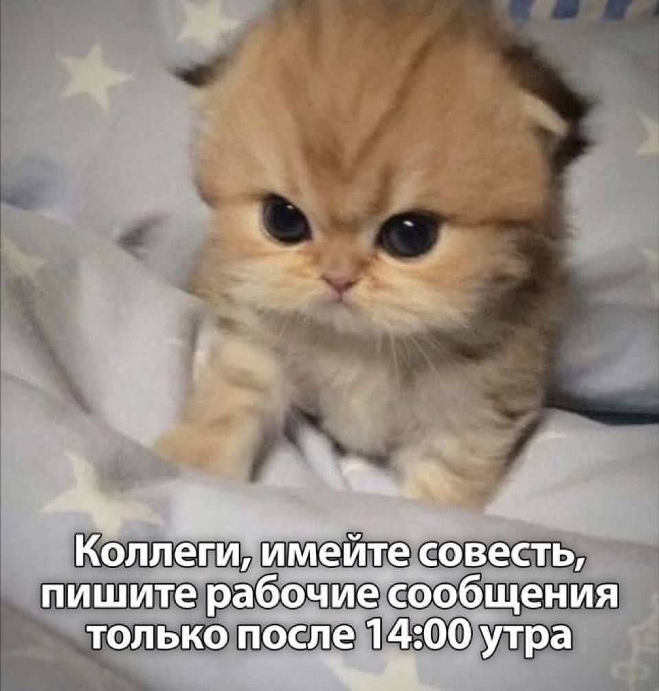 catsilcats's tweet photo. https://t.co/wmsrAKtb2C
