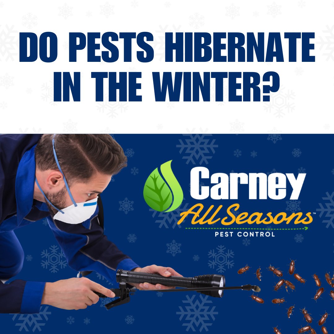 CarneyAllSeason's tweet image. Do pests hibernate in the winter? ❄️
While some hibernate, others seek warmth &amp;amp; shelter—often in your home. 🐜🐭 
Don’t let pests crash your cozy season!
Carney All Seasons can keep your home pest-free year-round.
Call today! 215-874-0997
#PestControlExperts #YearRoundProtection
