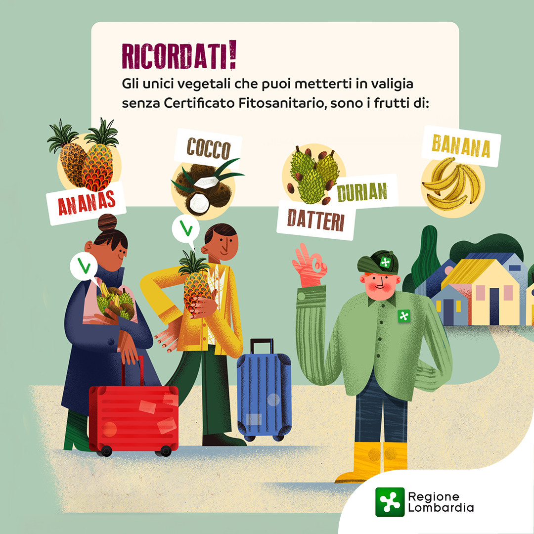 #PlantHealth #dontriskit Di ritorno dalle tue vacanze vuoi portare a casa un souvenir? 🌿 
Piante, semi e frutta possono contenere parassiti pericolosi per l'ambiente e l'agricoltura. Segui le indicazioni del #ServizioFitosanitario 👉reglomb.it/yCXp50Ute9j