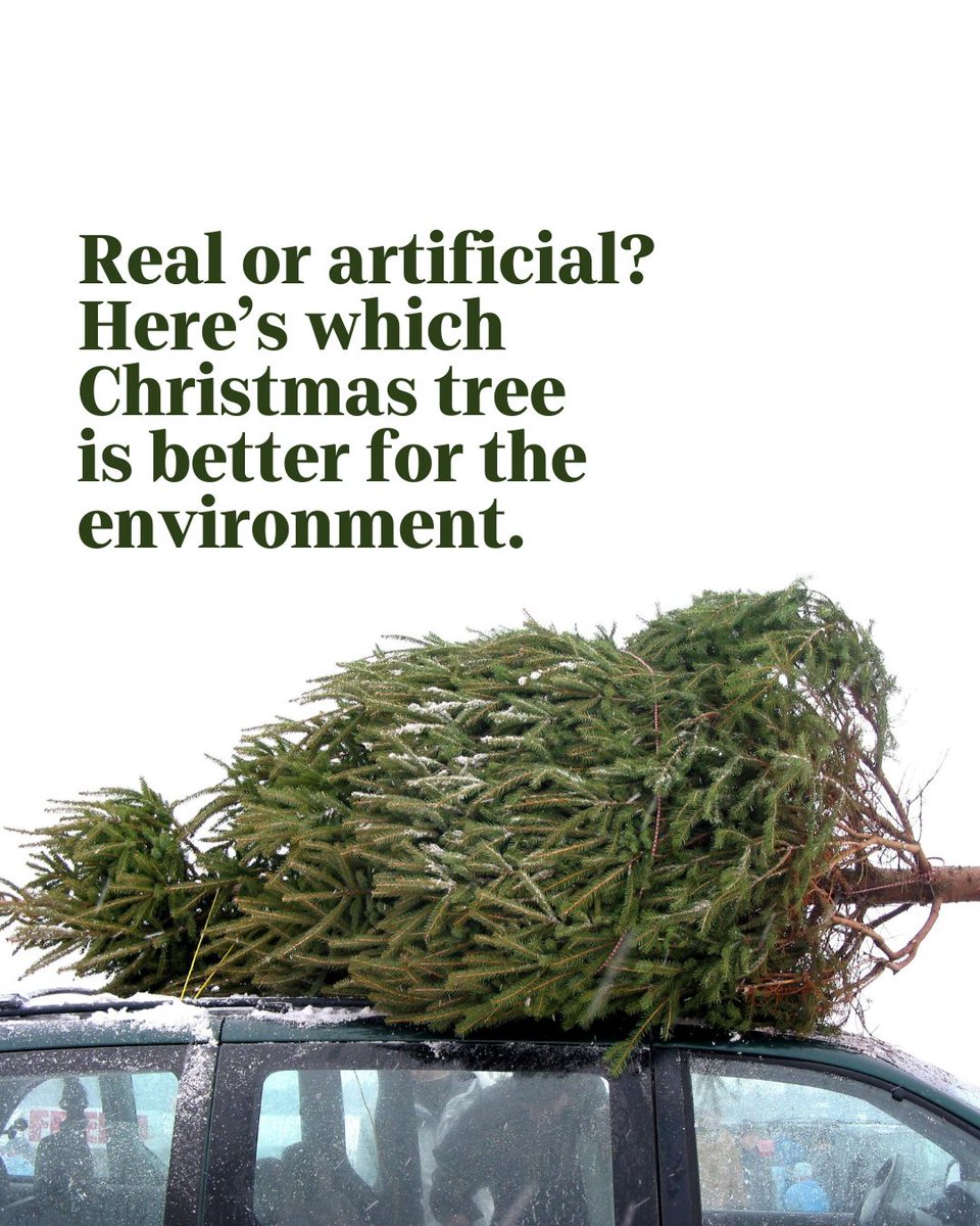 USATODAY's tweet photo. During the holiday season, there’s a conundrum for some: The Christmas tree.

For people who want to help the planet during the holidays, the Christmas tree brings an interesting dilemma. Should you buy a fresh-cut, real tree? Or an artificial one? https://t.co/YoRjknRW65 https://t.co/qxhAQJMSNU