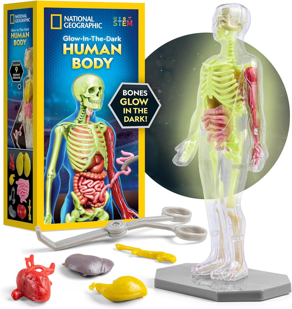 lifestopia's tweet image. Discover the wonders of the human body! 🧠💡 This glow-in-the-dark anatomy model is perfect for kids to explore bones, organs, and muscles. A fun &amp;amp; educational science kit! 🦴🔬 Get it here: amzn.to/3ZIpPIX
#STEMToys #ScienceFun #ad #KidsLearning 🌟👩‍🔬