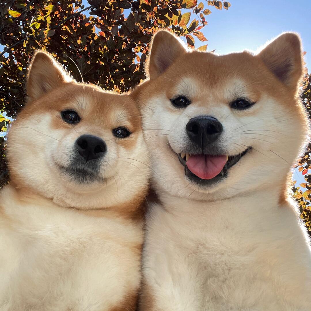 Li_Aman22's tweet photo. When two Shiba Inu dogs make cute expressions together, the whole world seems to become softer. They look so innocent, with their eyes sparkling.🐶🐶 #ShibaInu #CuteDogs #InnocentEyes #DogsofInstagram #Dogsofinsta
#Petstagram
#FurryFriends
#HappyDogs
#PuppyLovers 
#ShibaInu https://t.co/np11JDoZ5R