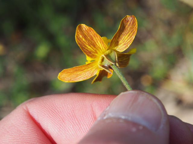 Botanical Society of America (@botanical_) on Twitter photo Spatiotemporal variation in population dynamics of a narrow endemic, Ranunculus austro-oreganus
New #AJB research by <a href="/Thoen_Riley/">Riley Thoen</a>, Lauren Hendricks, Graham Bailes, Bart Johnson, <a href="/MeganDemarche/">Megan DeMarche</a> et al.
doi.org/10.1002/ajb2.1… #botany #buttercup <a href="/wileyplantsci/">Wiley Plant Science</a> Spatiotemporal variation in population dynamics of a narrow endemic, Ranunculus austro-oreganus
New #AJB research by <a href="/Thoen_Riley/">Riley Thoen</a>, Lauren Hendricks, Graham Bailes, Bart Johnson, <a href="/MeganDemarche/">Megan DeMarche</a> et al.
doi.org/10.1002/ajb2.1… #botany #buttercup <a href="/wileyplantsci/">Wiley Plant Science</a>