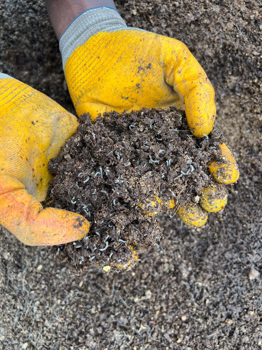 mosini11714's tweet photo. Le saviez-vous ? Les asticots de mouche pourraient bien devenir un moteur de développement pour de nombreuses nations, en offrant des solutions innovantes aux problèmes d’insécurité alimentaire et de réchauffement climatique. #asticots #insectes #nature #faune #invertébrés #macro https://t.co/fhElaNifhi
