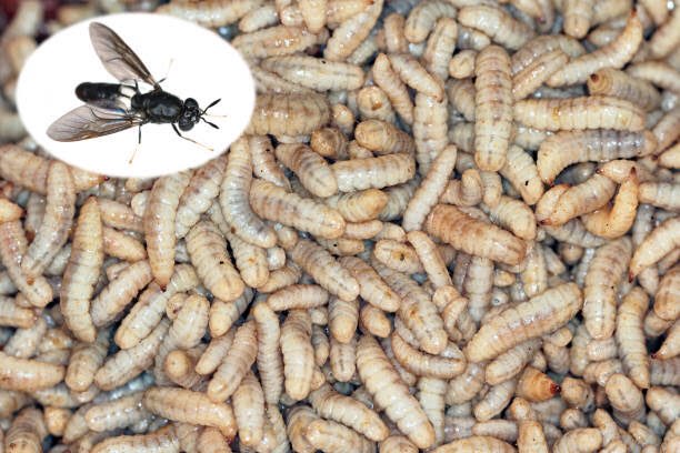 mosini11714's tweet photo. Le saviez-vous ? Les asticots de mouche pourraient bien devenir un moteur de développement pour de nombreuses nations, en offrant des solutions innovantes aux problèmes d’insécurité alimentaire et de réchauffement climatique. #asticots #insectes #nature #faune #invertébrés #macro https://t.co/fhElaNifhi