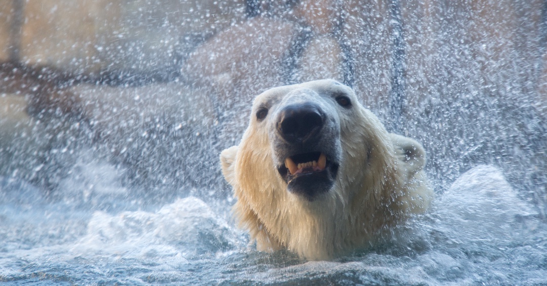 Polar plunge