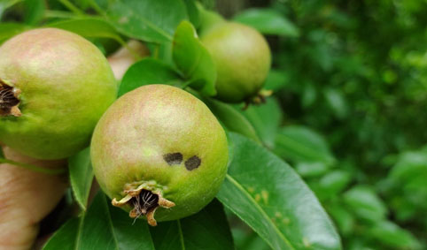 INTA Alto Valle tweet media