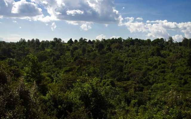 Treemissions tweet media