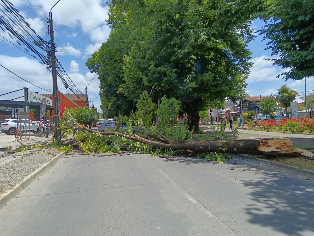 miguel_cab's tweet photo. Caída de árbol juan Mackenna Osorno https://t.co/vyN7UaDRKd
