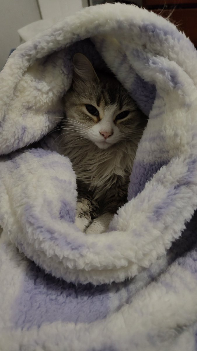 Pichirila una mañana de miércoles cualquiera.
#gatos #MyLove #Christmas #miercoles