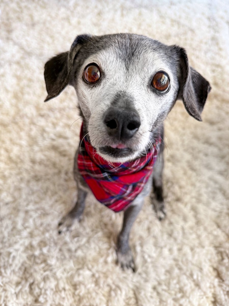 fulcandles's tweet photo. not sure if you noticed. but my tongue is ready for snacks. it is always ready. https://t.co/vKSl5as5N5