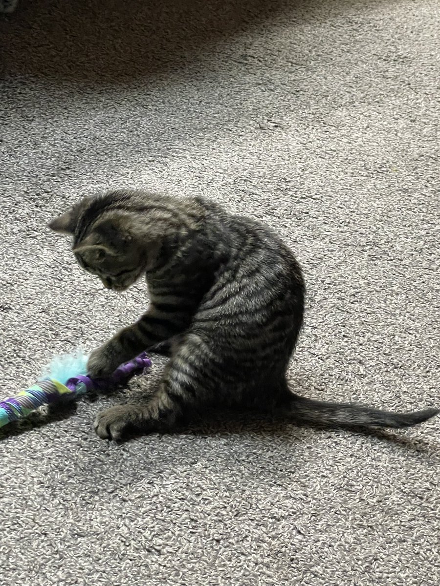 EC_Universal tweet media