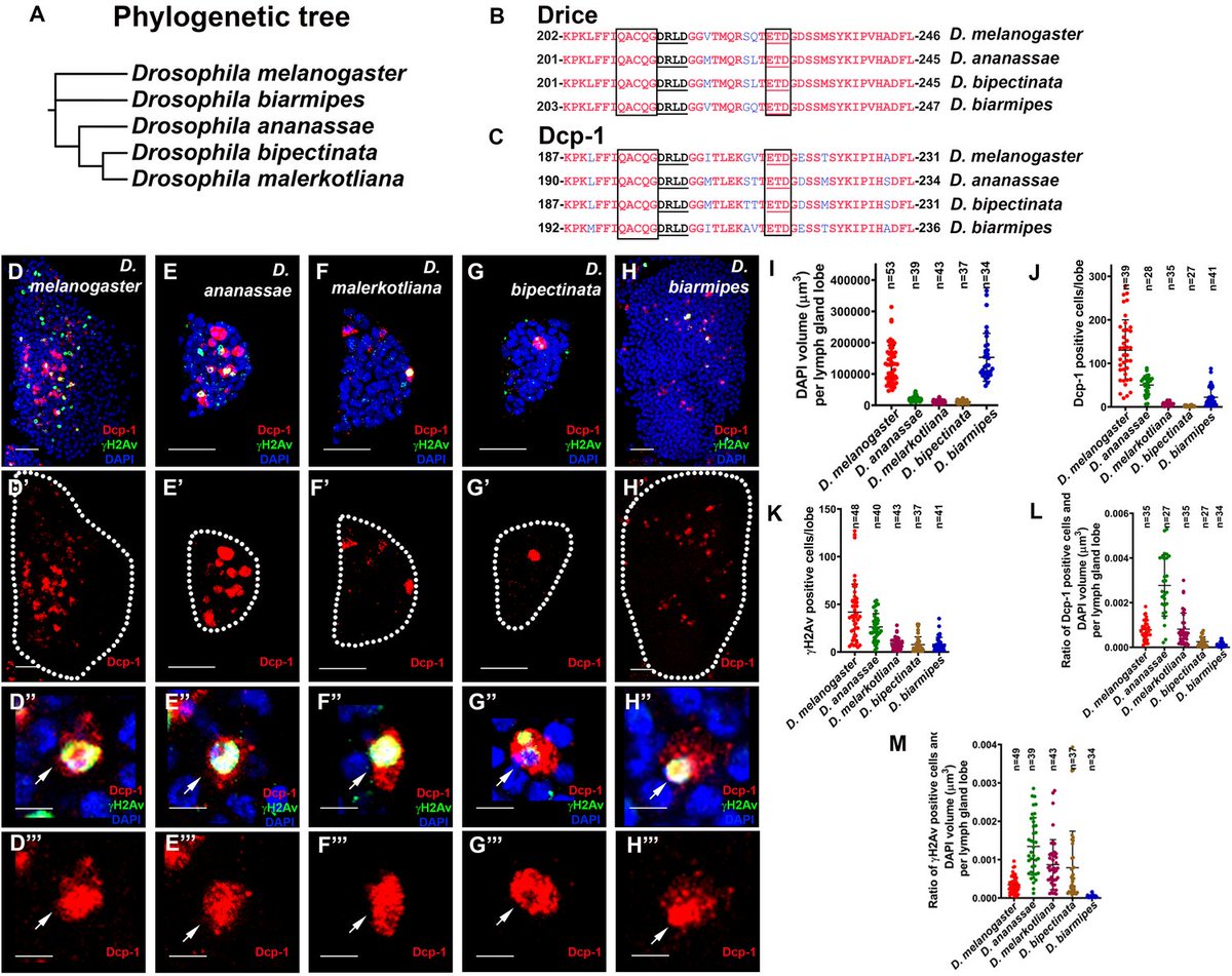 Micropub7n's tweet photo. Larval hematopoietic organs of multiple Drosophila species show effector caspase activity and DNA damage response #micropublication #biology #data #caltechlibrary #Drosophila #PhylogeneticData #ExpressionData #PhenotypeData #FindingsPreviouslyNotShown https://t.co/ZHuJSbzsBY https://t.co/rrEFlFfJ2l