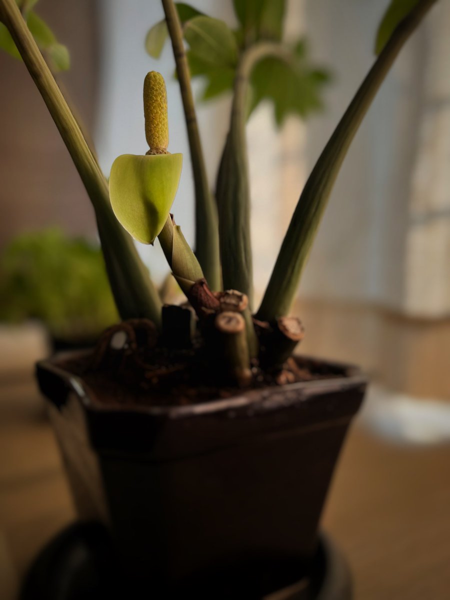 When your plant suddenly decides to bloom into a microphone 🎤 🌿.

#zzplant #ZamioculcasZamiifolia