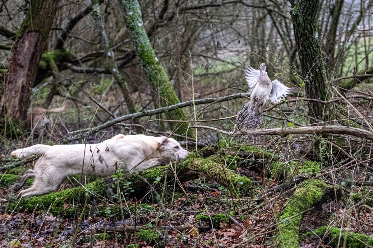 lurcherwork's tweet photo. #workingdog #labrador #spaniel #pheasanthunting #gamebird #gundog #birddog #shooting #tweetthebeat https://t.co/pihq5xSont