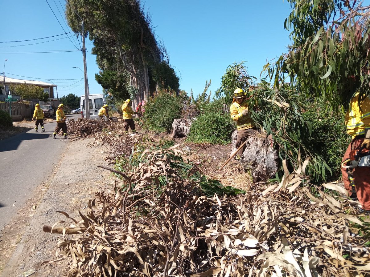 conaf_maule's tweet photo. 📍 #Constitución

Hoy durante la mañana realizamos operativo de limpieza y construcción de líneas preventivas en Villa Millauquén junto a la Brigada Maqui 9 y Skidders de Conaf, Junta de Vecinos y Red de Prevención. https://t.co/1RgvyP9Q65