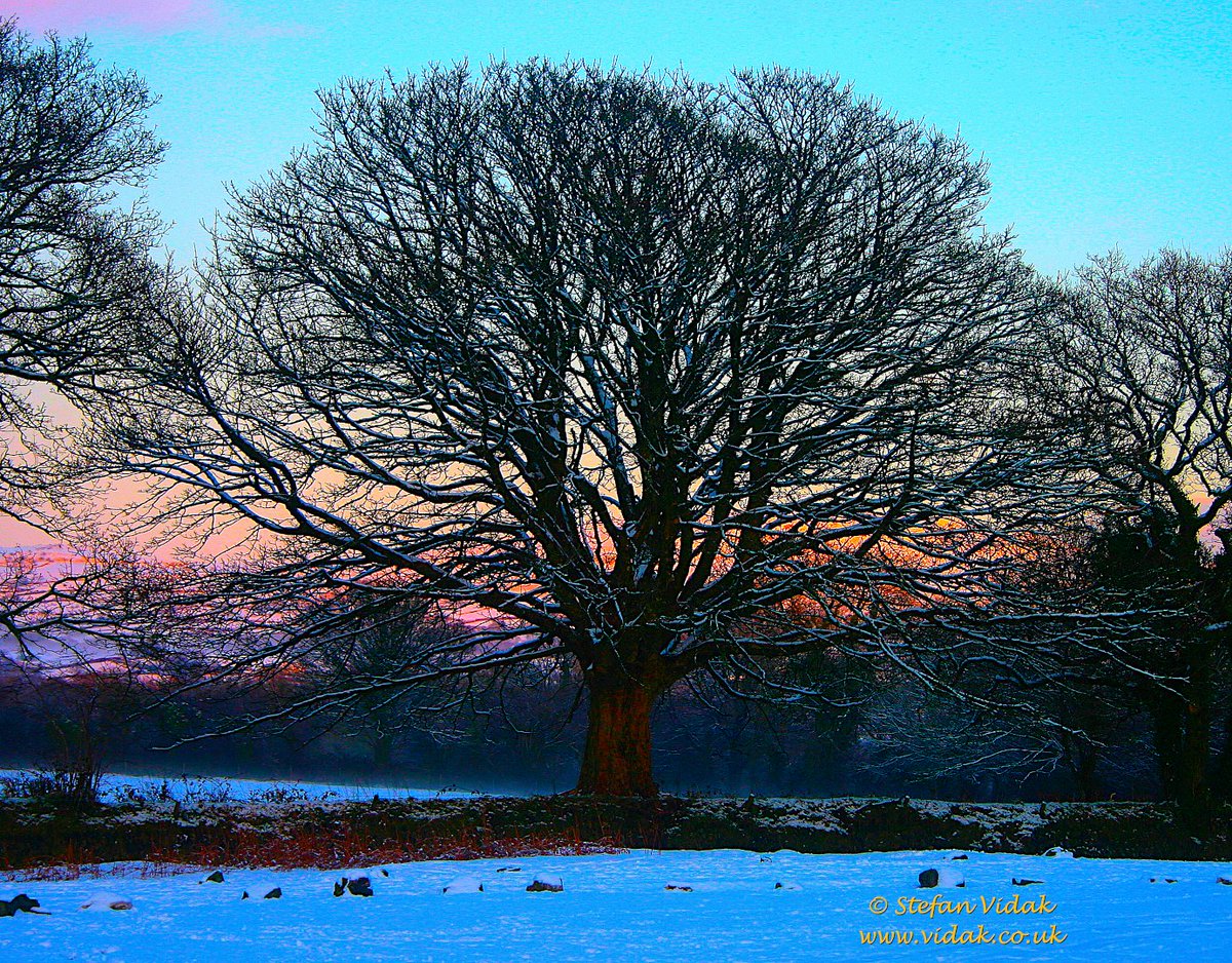 StefanLVidak's tweet photo. Photo of the Day.
POTD-146-SnowyTree.
A huge mature tree, leafless in winter, covered in snow, stands in a line with similar trees, backlit by a colourful sunset.
Photos © Stefan Vidak.
#POTD #Flora #Tree #TreeClub #Leafless #Majestic #Glorious #Woods #Nature #Huge #Imposing https://t.co/M7PXtcLBlm