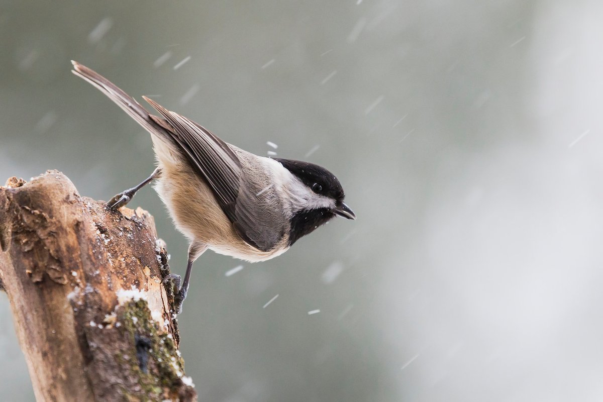 U.S. Fish and Wildlife Service tweet media