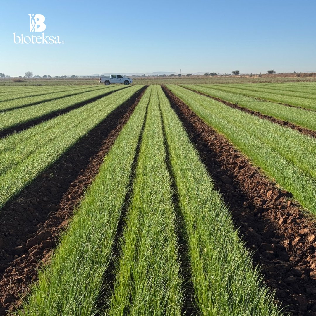 BioteksaJimenez's tweet photo. Visita en El Bordo, Zacatecas, con el cliente Agrícola La Inmaculada, dando seguimiento a cultivo de plántulas de cebolla que recibieron nutrición agrológica coloidal Nubiotek y asesoramiento de nuestro experto agrológico Ing. Castillo.

#Bioteksa https://t.co/IXGAOMx9wz