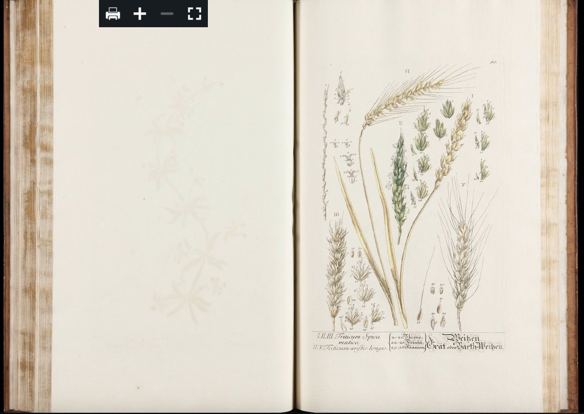 I talked about some of the stunning botanical books in the Teylers collections on day 2 of VisionLab! We focused on the various book formats and how the physical sizes of the picture planes affected the depictions of plants &amp; microscopic observations. #VisualizingtheUnknown