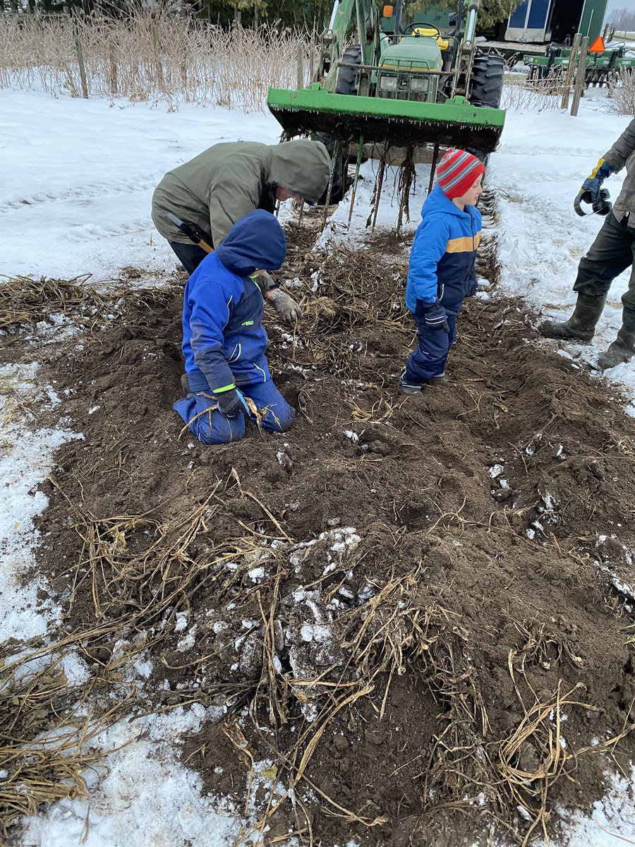 2024 winter horseradish harvest. Little hard on the eyes.