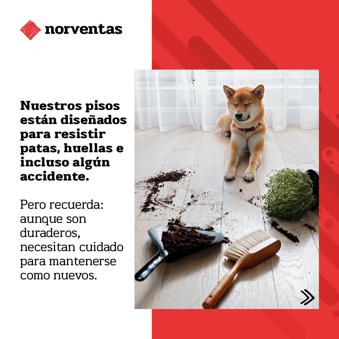 norventas's tweet photo. 🐾 La vida con mascotas necesita soluciones prácticas.

En Norventas, nuestros pisos laminados combinan estilo, resistencia al agua y durabilidad. ✨

Disfruta de un espacio sin preocupaciones y con personalidad.

#PisosQueResisten #HogarConEstilo #Norventas https://t.co/ljm4mj3kaT
