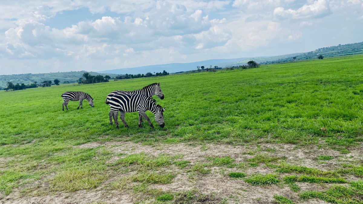🦓Witness the magic! 🦓
The <a href="/CoEBrwanda/">Center of Excellence in Biodiversity & NRM</a>, at <a href="/Uni_Rwanda/">University of Rwanda</a>,      #LessonsinConservation, &amp; <a href="/AfricanParks/">African Parks</a>  brought the classroom to the wild! Students from Camp Kigali Primary School had an unforgettable encounter with the Big 5 in <a href="/AkageraPark/">Akagera National Park</a> . 
#ConservationEducation