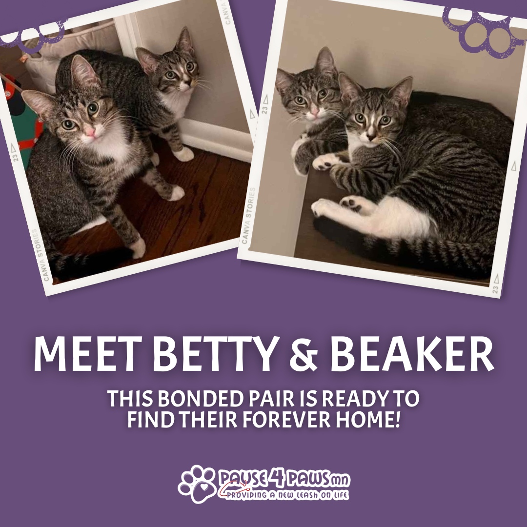 Pause4PawsMN's tweet photo. Betty is a sweet, 1-year-old brown tabby who loves attention and playing with wand toys. Beaker, a playful 6-month-old tabby, is a little shy at first but warms up to show his affectionate side. 

Click here to adopt Betty &amp; Beaker! 
https://t.co/3eH4nQppQI 

#Pause4Paws #CatL... https://t.co/en71Otc5JP
