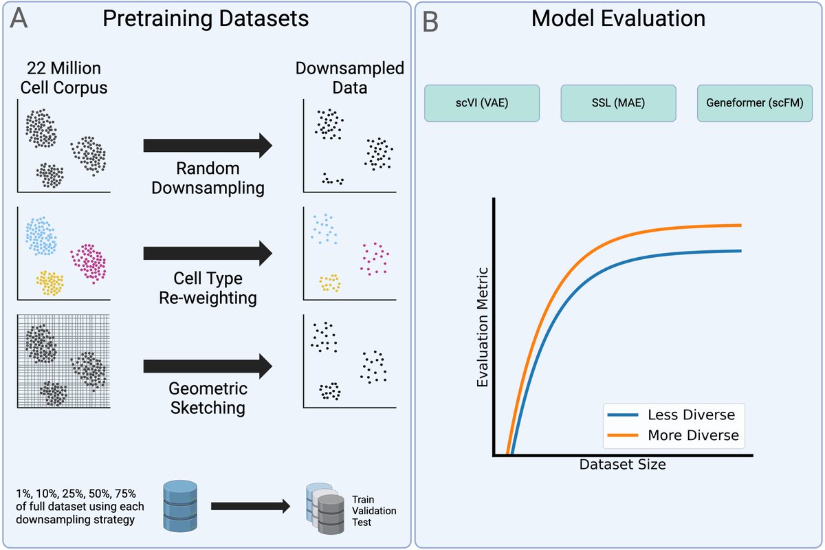Alan DenAdel (@alandenadel) on Twitter photo Current methods in the field are trained on atlases ranging from 1 to 100 million cells. In our newest preprint, we show that these same approaches tend to plateau in performance with pre-training datasets that are only a fraction of the size. Current methods in the field are trained on atlases ranging from 1 to 100 million cells. In our newest preprint, we show that these same approaches tend to plateau in performance with pre-training datasets that are only a fraction of the size.
