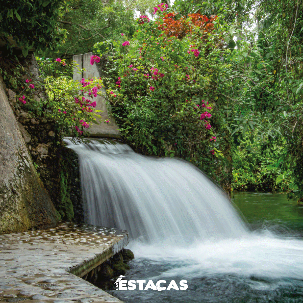 Cuando se trata de explorar la belleza de Las Estacas, cada paisaje es una invitación a redescubrir tu lado más natural. 💚🏞️

#LasEstacas #ParqueNatural #TurismoMorelos #VisitaMorelos