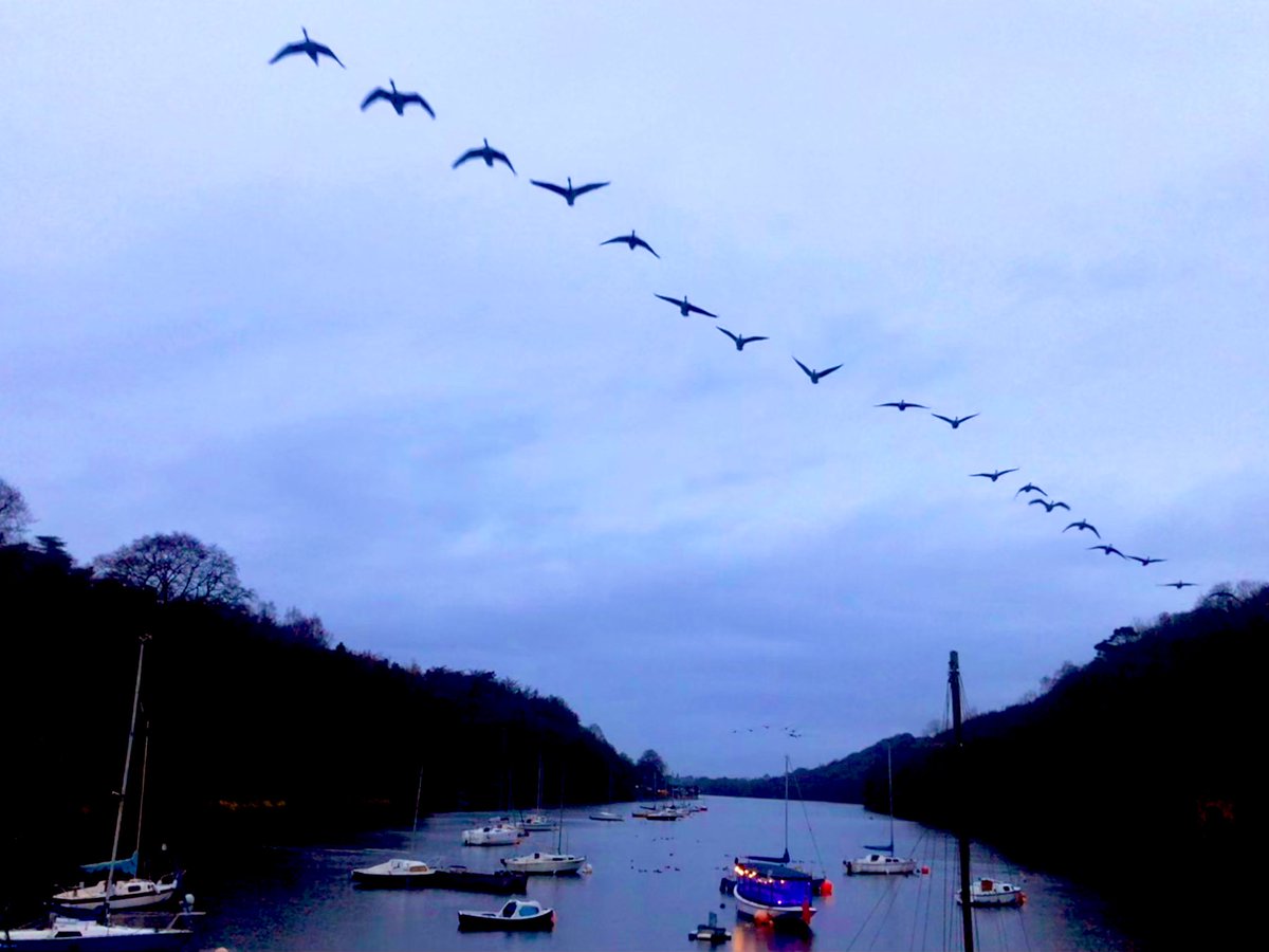 A sky full of geese on my late walk at Rudyard Lake today 🪿🥾⛵️